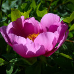 peonia rosa